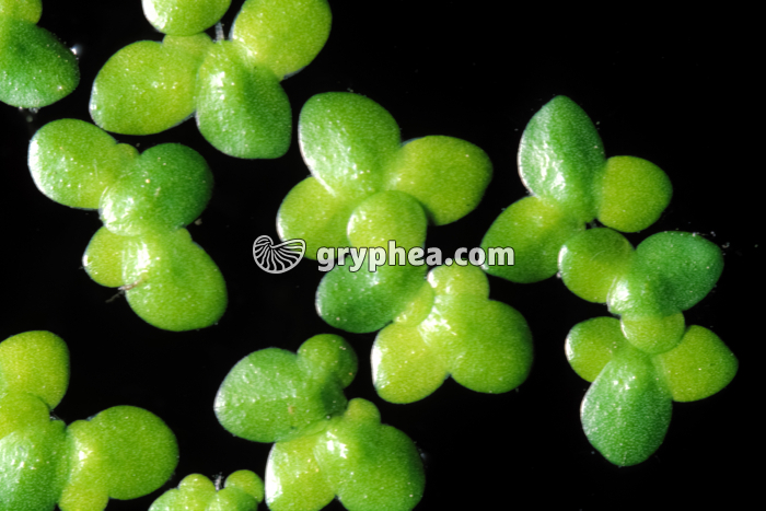 Multiplication végétative de la Lentille d'eau - gryphea.org